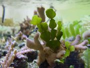 аквариумные растения Халимеда  для аквариума 