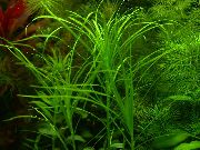 Blyxa Sp Vietnam grøn Plante