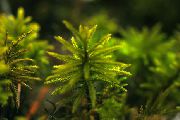 Grön  Träd Mossa (Climacium dendroides) foto