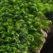 grønn  Phoenix Moss (Fissidens Fontanus) bilde