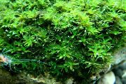 aquarium plant Star Moss Hyophila involuta 