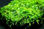 grønn  Kina Moss (Vesicularia sp. China) bilde