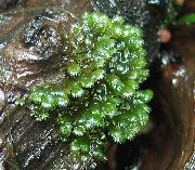 Fissidens Splachnobryoides zaļš Augs