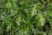 zaļš  Hart Mēle Moss Timiāns (Plagiomnium undulatum) foto