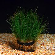 Dwarf Hair Grass Verde Planta
