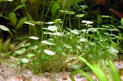 Verde  Pennywort Verticiladas, Pantano Pennywort (Hydrocotyle verticillata) foto