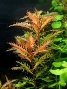 punane  Merineitsi Weed (Proserpinaca palustris) foto