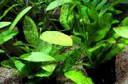 зялёны  Эхинодорус Оцелот Зялёны (Echinodorus Ozelot Green) фота