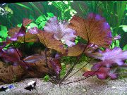 аквариумные растения Нимфея мелкоцветковая, живородящая  для аквариума 