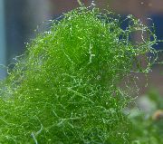 Vert  Spaghettis Algues (Vertes D'algues De Cheveux) (Chaetomorpha) photo