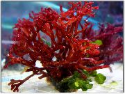 Algas Rojas Rojo Planta