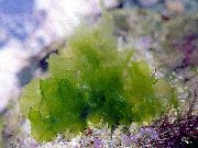 Verde  Lechuga De Mar (Ulva lactuca) foto
