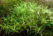 roheline  Stargrass (Heteranthera zosterifolia) foto