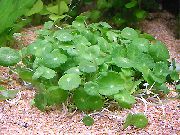 zelen  Brazilski Pennywort (Hydrocotyle leucocephala) fotografija