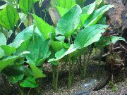 roheline  Sisalik Saba (Saururus cernuus) foto