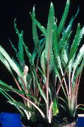 Cryptocoryne Albida Vert Plante