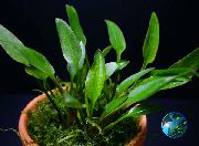 Lucens Cryptocoryne Vert Plante