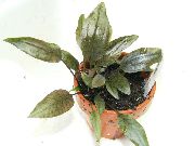 Криптокорин Griffithii Зелен Растение
