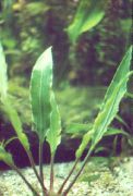 verde  Ciliata Cryptocoryne (Cryptocoryne ciliata) fotografie