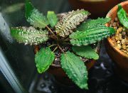 Cryptocoryne Affinis žalias augalas
