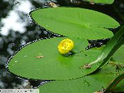 Vihreä  Keltainen Lampi Lilja (Nuphar lutea) kuva