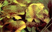 Vermelho  Dauben's Waterlily (Nymphaea Daubenyana) foto