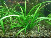 Dværg Sagittaria grøn Plante