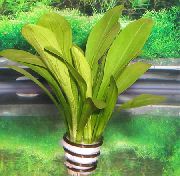 Sagittaria Eatoni® Grön Växt