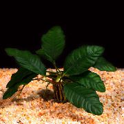 Анубиас Бартера кофейнолистный Anubias barteri var. Coffeefolia