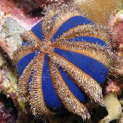 weiß Kugel Urchin (Blau Smoking Seeigel) (Mespilia globulus) foto