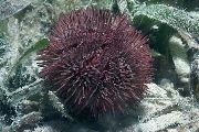 fjólublátt Pincushion Urchin (Lytechinus variegatus) mynd