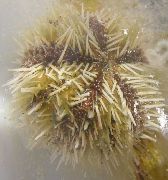 gulur Pincushion Urchin (Lytechinus variegatus) mynd