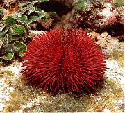 rauður Pincushion Urchin (Lytechinus variegatus) mynd