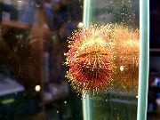 Bicoloured Sea Urchin (Red Sea Urchin) црвен