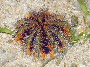 зелена Collector Sea Urchins (Sea Eggs) (Tripneustes gratilla) фотографија