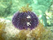 mor Mor Deniz Kestanesi (Sphaerechinus granularis) fotoğraf