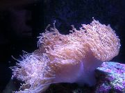 getupft Herrliche Seeanemone (Heteractis magnifica) foto