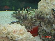 ნაცრისფერი ბრწყინვალე ზღვის Anemone (Heteractis magnifica) ფოტო