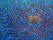 გამჭვირვალე ბრწყინვალე ზღვის Anemone (Heteractis magnifica) ფოტო