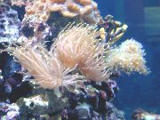 svetlo modra Veličasten Sea Anemone (Heteractis magnifica) fotografija