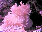 споттед Flat Color Anemone (Heteractis malu) фотографија