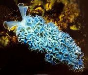 caurspīdīgs Salāti Jūras Lode (Elysia crispata) foto