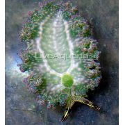 grå Salat Sea Slug (Elysia crispata) bilde