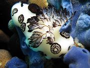 плямистий Голожаберних Молюск Білий (Jorunna funebris) фото