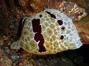 плямистий Голожаберних Молюск Коробок (Pleurobranchus grandis) фото