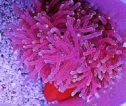 macchiato Anemone Rosso-Base (Macrodactyla doreensis) foto