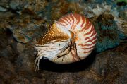 бял Бисерна Nautilus (Nautilus pompilius) снимка