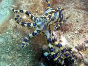 браон Blue Ringed Octopus (Hapalochlaena lunulata) фотографија