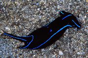 melns Zils Samta Nudibranch (Chelidonura varians) foto
