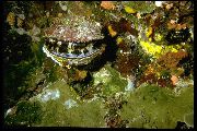 зеленуватий Карибська Колючий Устриця (Шпичаста Американська Устриця) (Spondylus americanus) фото